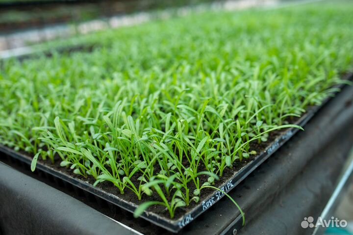 Рассада цветов сеянцы Петуния, Бархатцы, Гацания