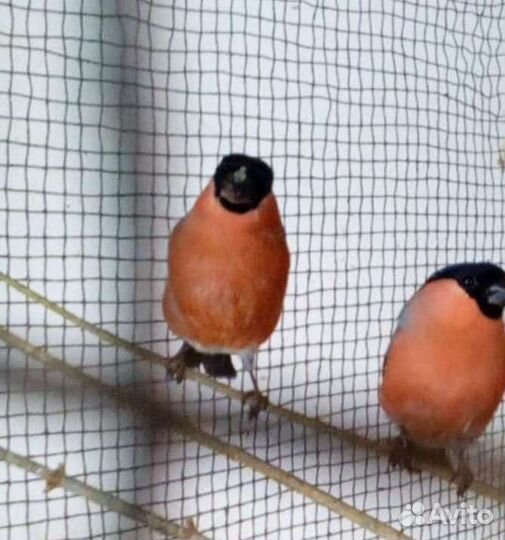 Снегирь. Москва, Балашиха, дикие птицы поющие