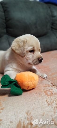 Щенки лабрадора