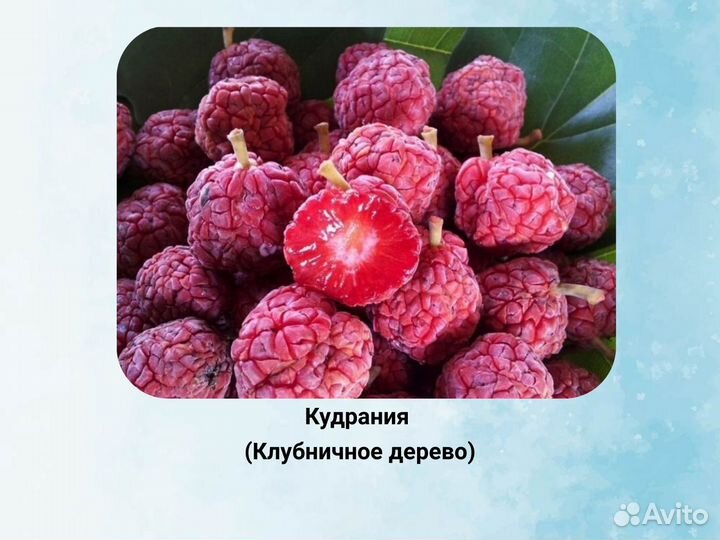 Саженцы Кудрании (Клубничное Дерево)