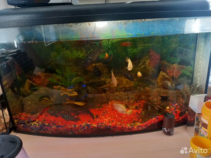 Аквариумы от 100 литров