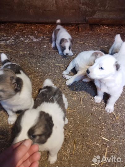 Щенки