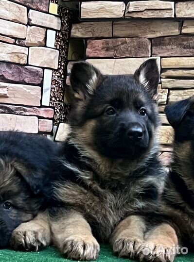 Немецкая овчарка щенки
