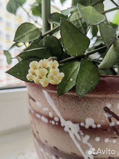 Хойя лакуноза эскимо сильвер