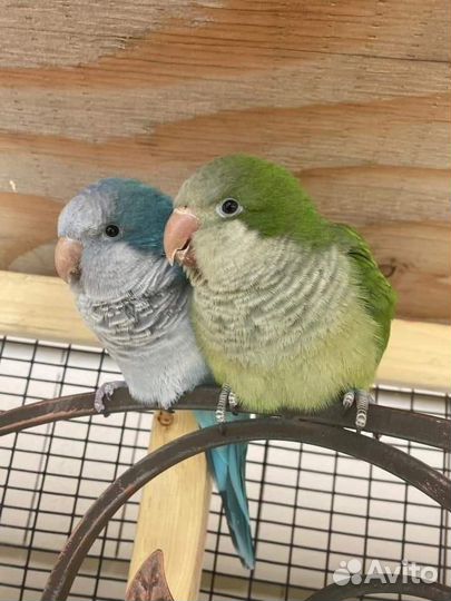 Говорящий попугай