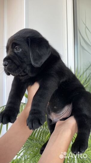 Щенки лабрадора
