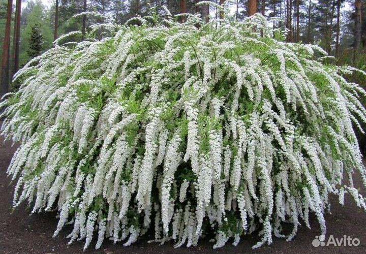 Спирея Грефшейм