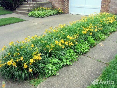 Лилейник stella ле оро