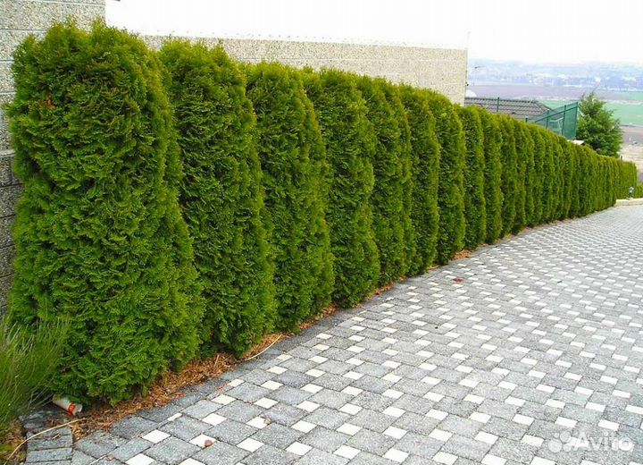 Живая изгородь из туи
