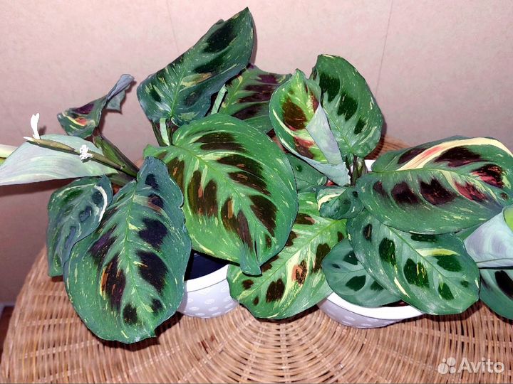 Маранта Бьюти ким