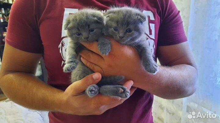 Шотландские вислоухие котята