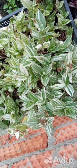 Традесканция опт и розница