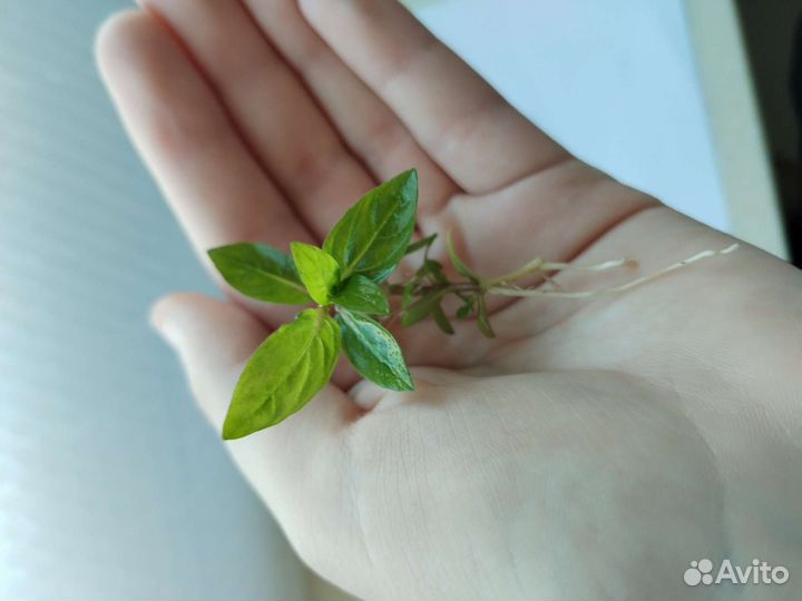 Стаурогин репенс (Staurogyne repens)