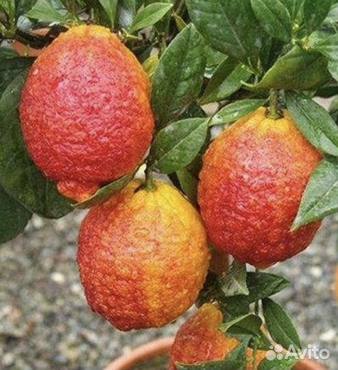 Цитрусы на весну 2024