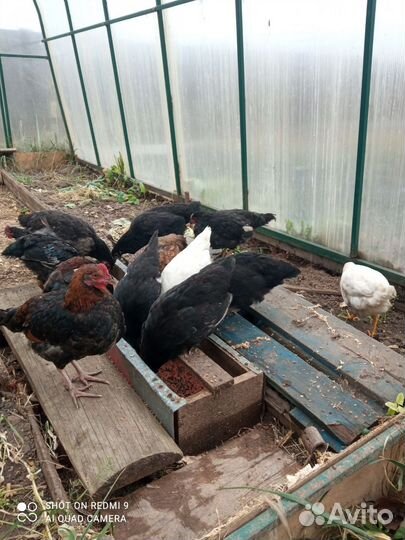 Петухи чешский доминант