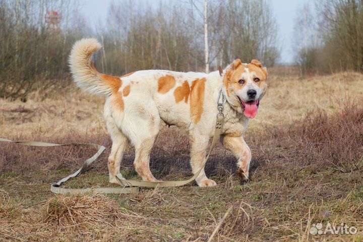 Чайна в Добрые Руки
