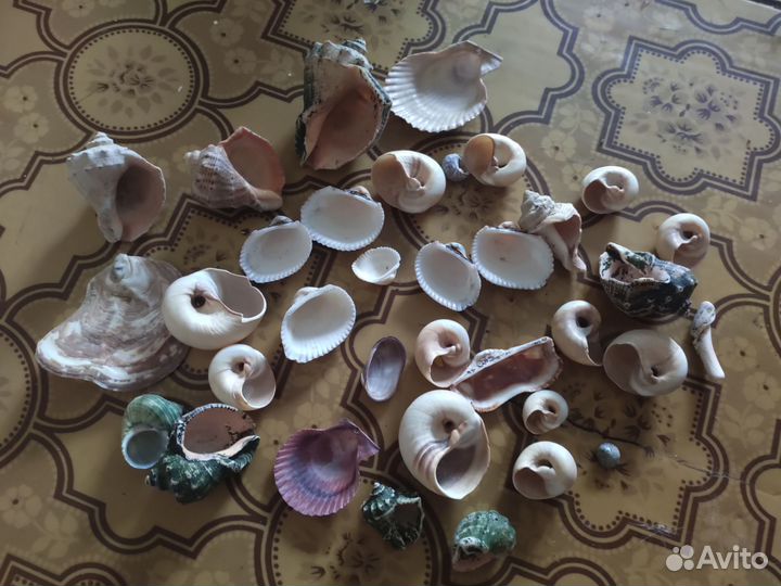 Ракушки для аквариума