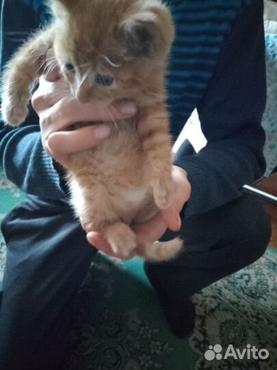 Кошка в дар