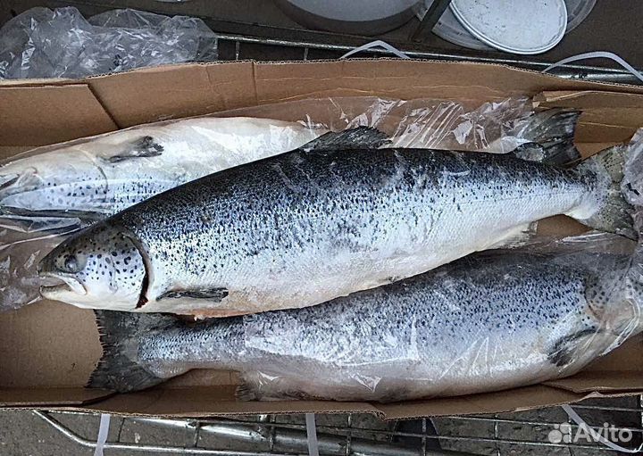 Сёмга дикая