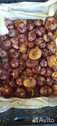 Гладиолусы луковицы