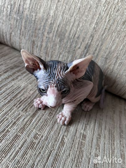 Канадский сфинкс