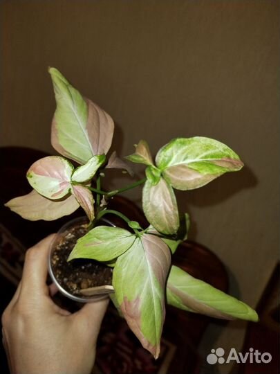 Комнатные цветы