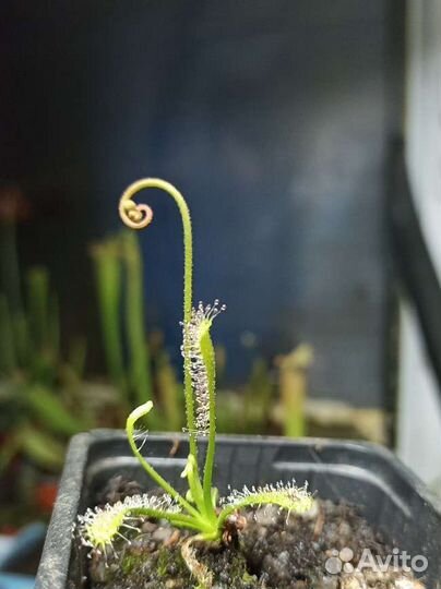 Росянка капская, семена в подарок