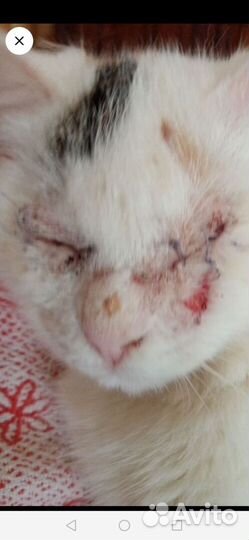 Кошки в добрые руки бесплатно