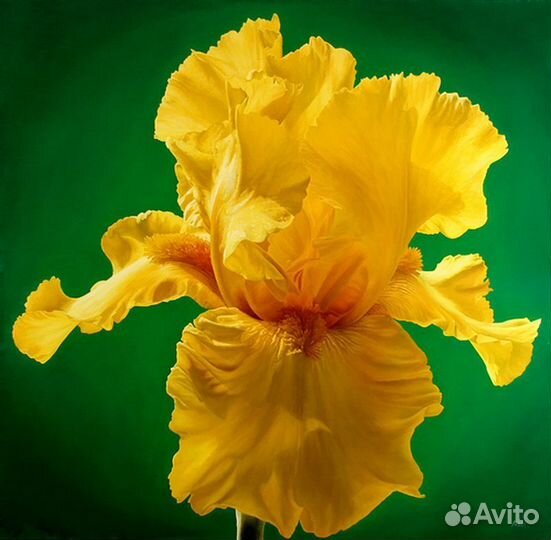 Саженцы (много) Хосты, Ириса, Папоротника