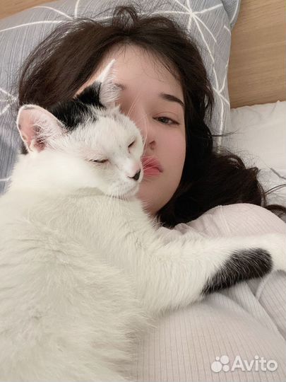 Кот в добрые руки