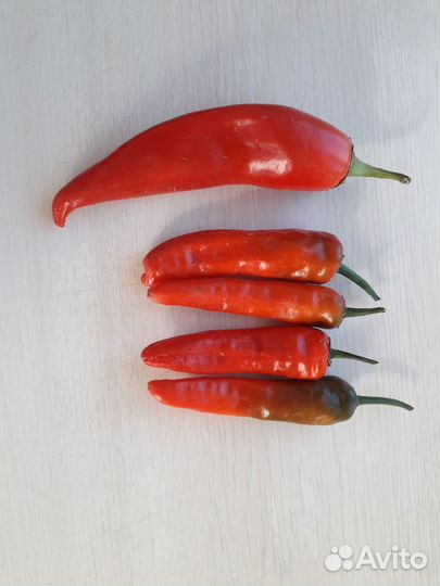 Комнатный острый болгарский перец