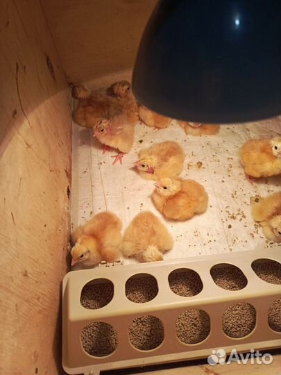 Цыплята бройлеры, несушки, цветной броль, утята