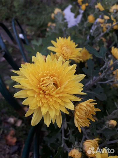 Хризантема,астра многолетняя(сентябрина)