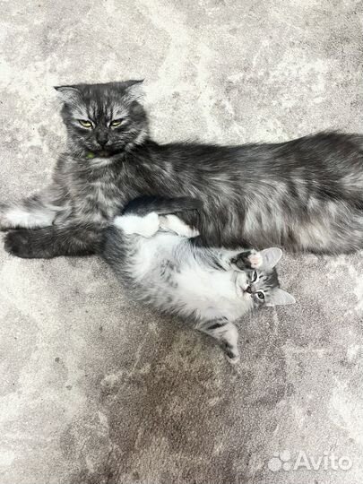 Котенок