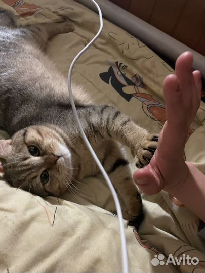 Скотиш страйт вязка
