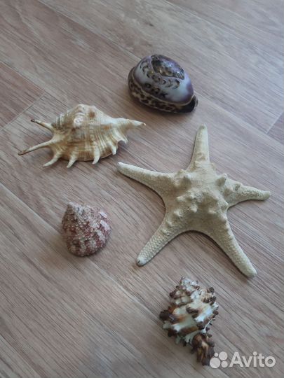 Морские ракушки