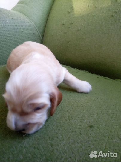 Кокер спаниель