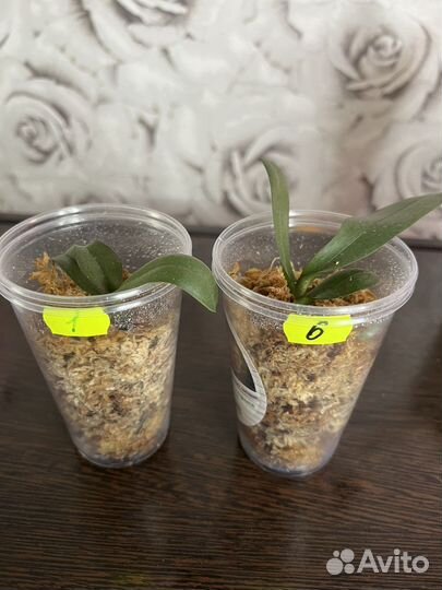 Орхидея Фаленопсис Younghome Golden Leopard