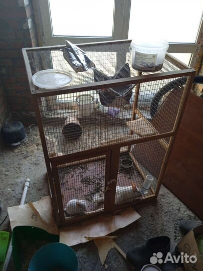 Шиншилла с клеткой