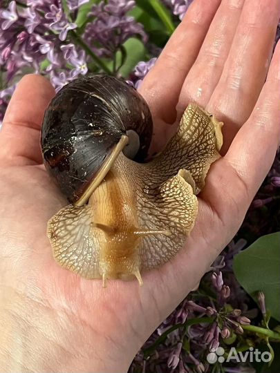 Отдам в добрые руки улитку Ахатина
