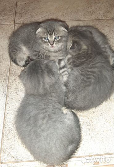 Шотландские вислоухие котята