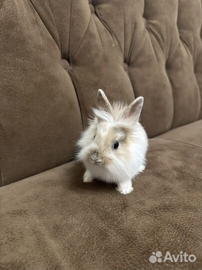 Львиноголовый кролик