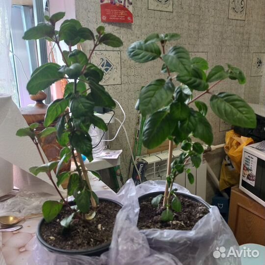 Фуксия, колеус, герань