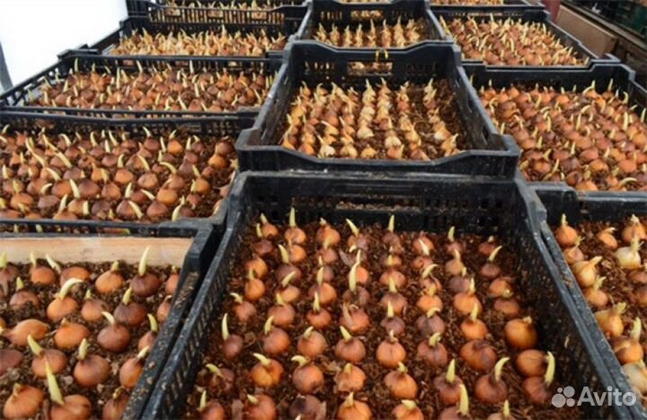 Луковица тюльпанов оптом 12;14+для выгонки
