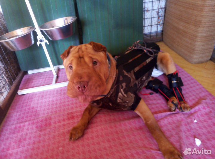 Корсет, бандаж, шейный корсет для собак и кошек