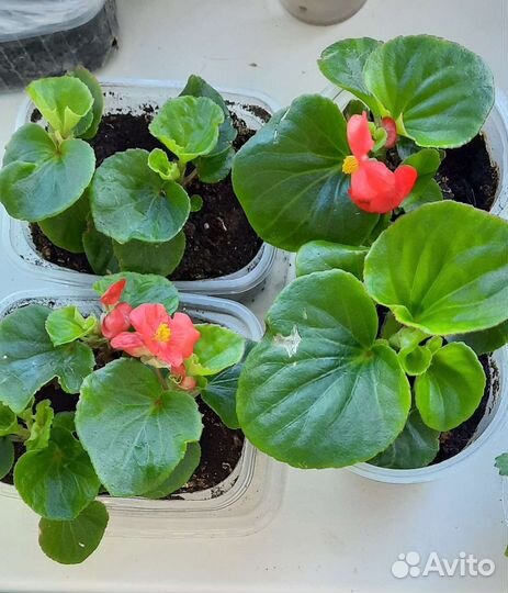 Бегонии вечноцветущие