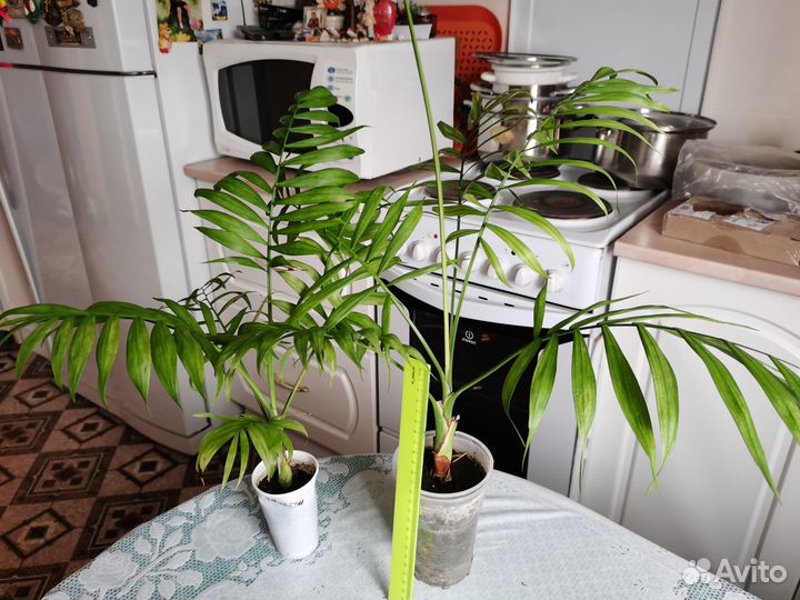 Комнатные растения цветы