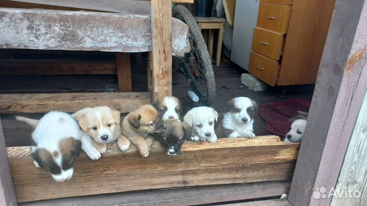 В добрые руки