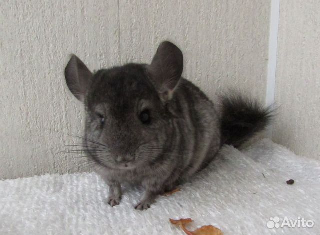 Молодые шиншиллы. Самки и самцы