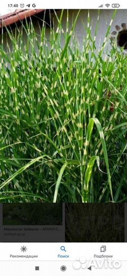 Мискантус Зебрина